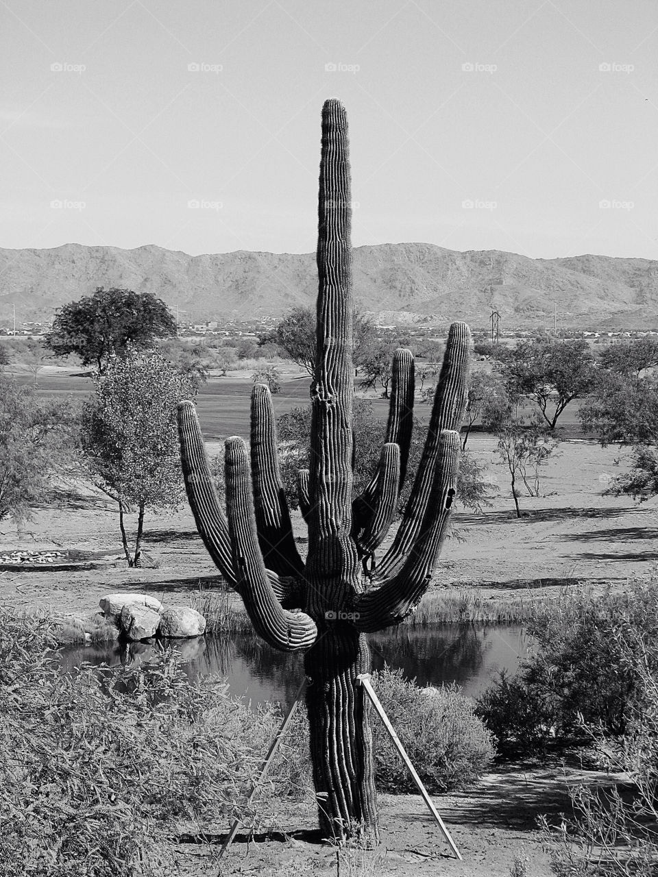 plants plant cactus mountains by angeljack