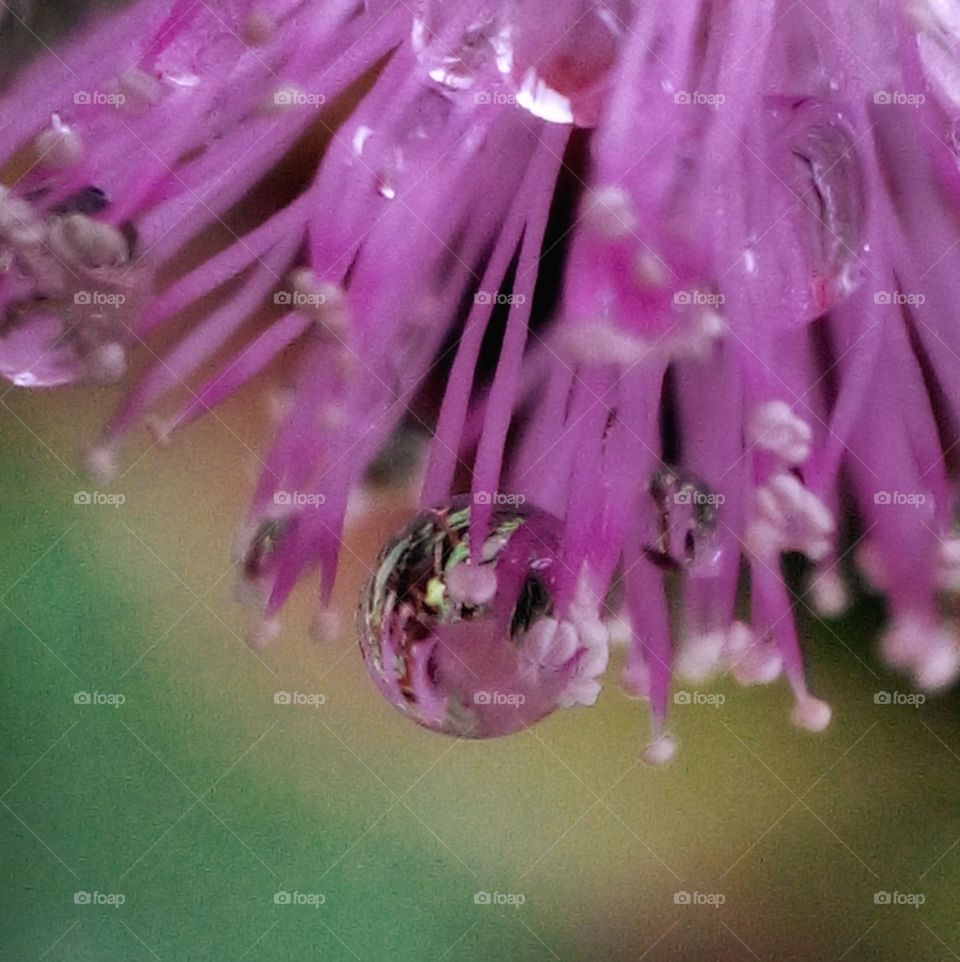 Purple flower and the drop