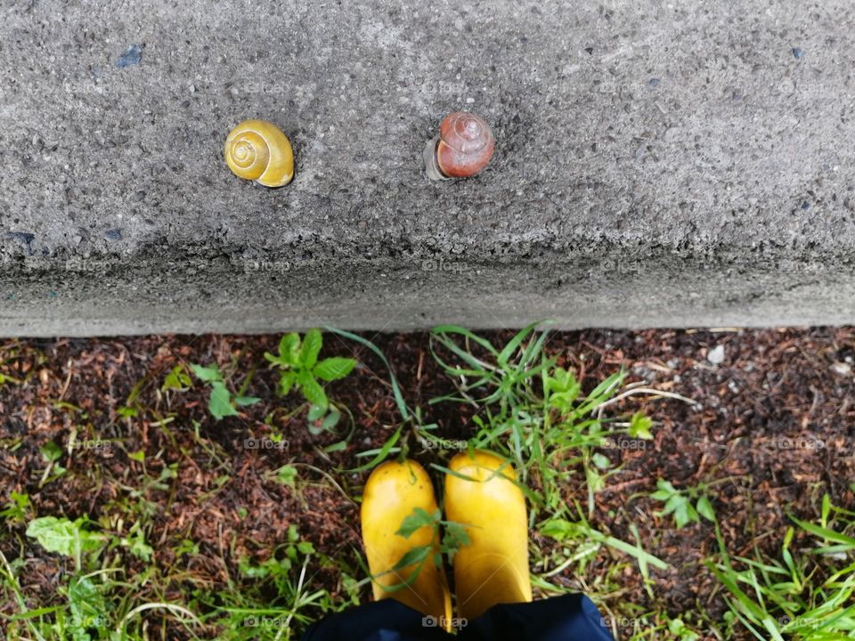 Two snails on a concrete fence. Child in yellow raining shoes in the background.