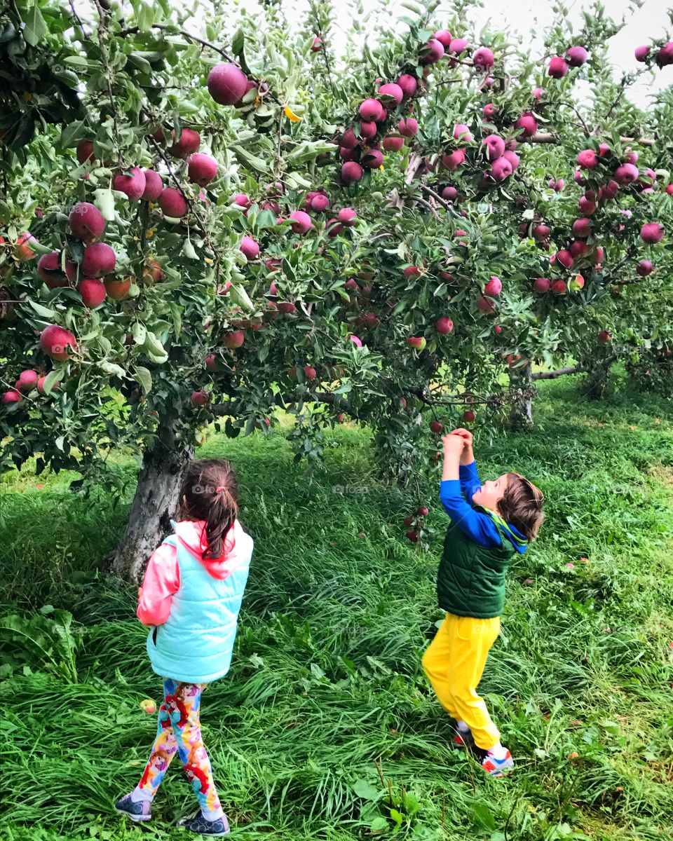 Apple picking