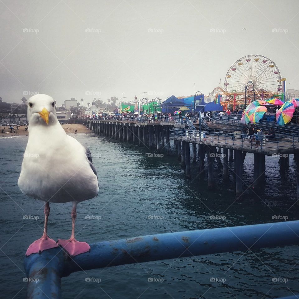 seagull at Santa Monica pier