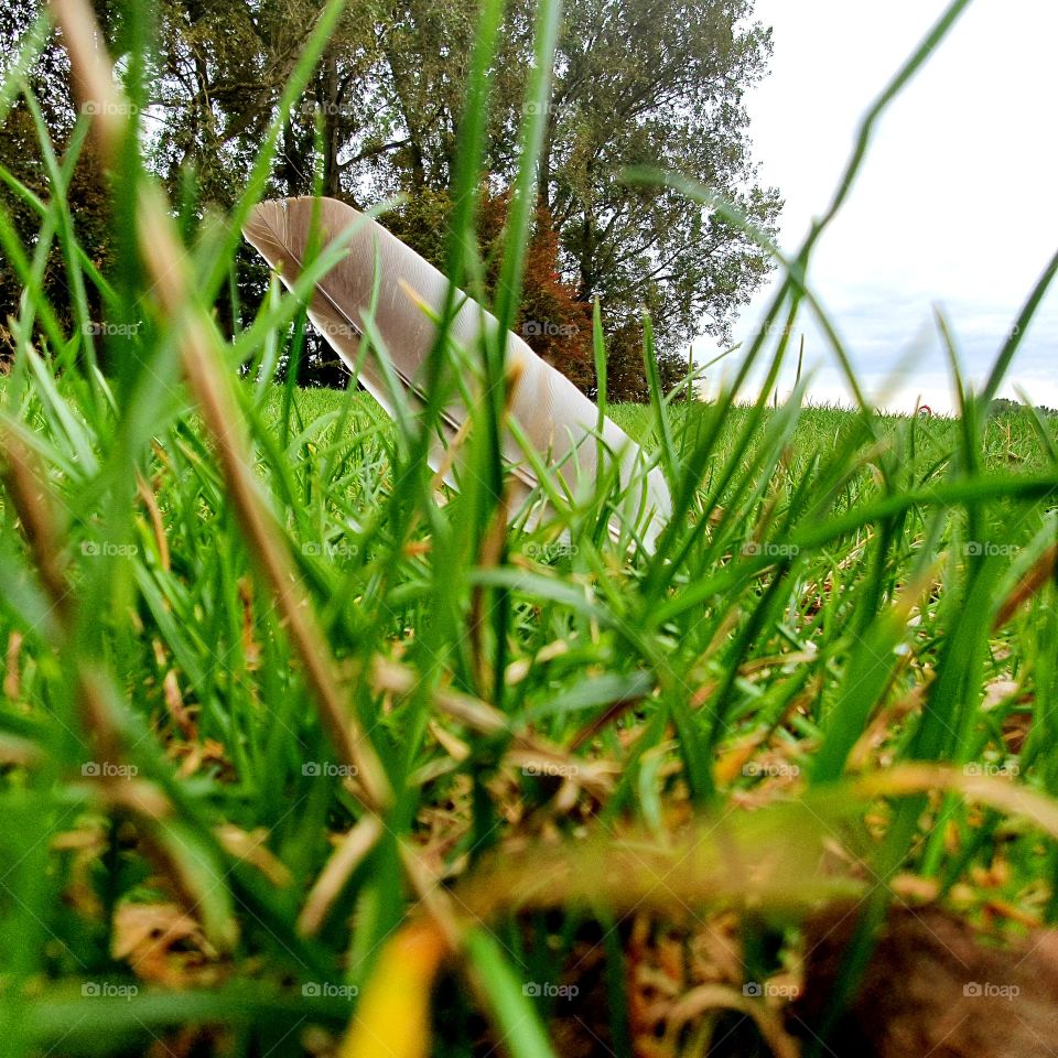 Photographed a lost feather.