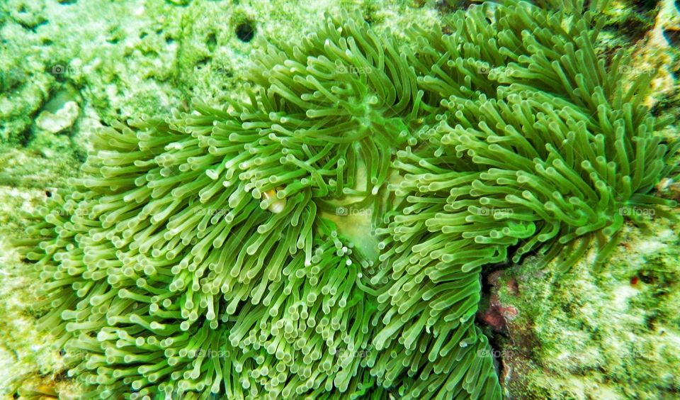 Green sea anemones