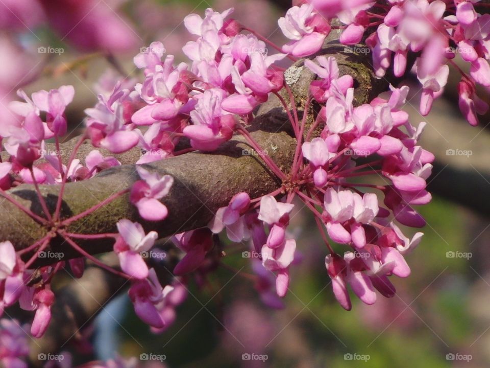 Pink flowers