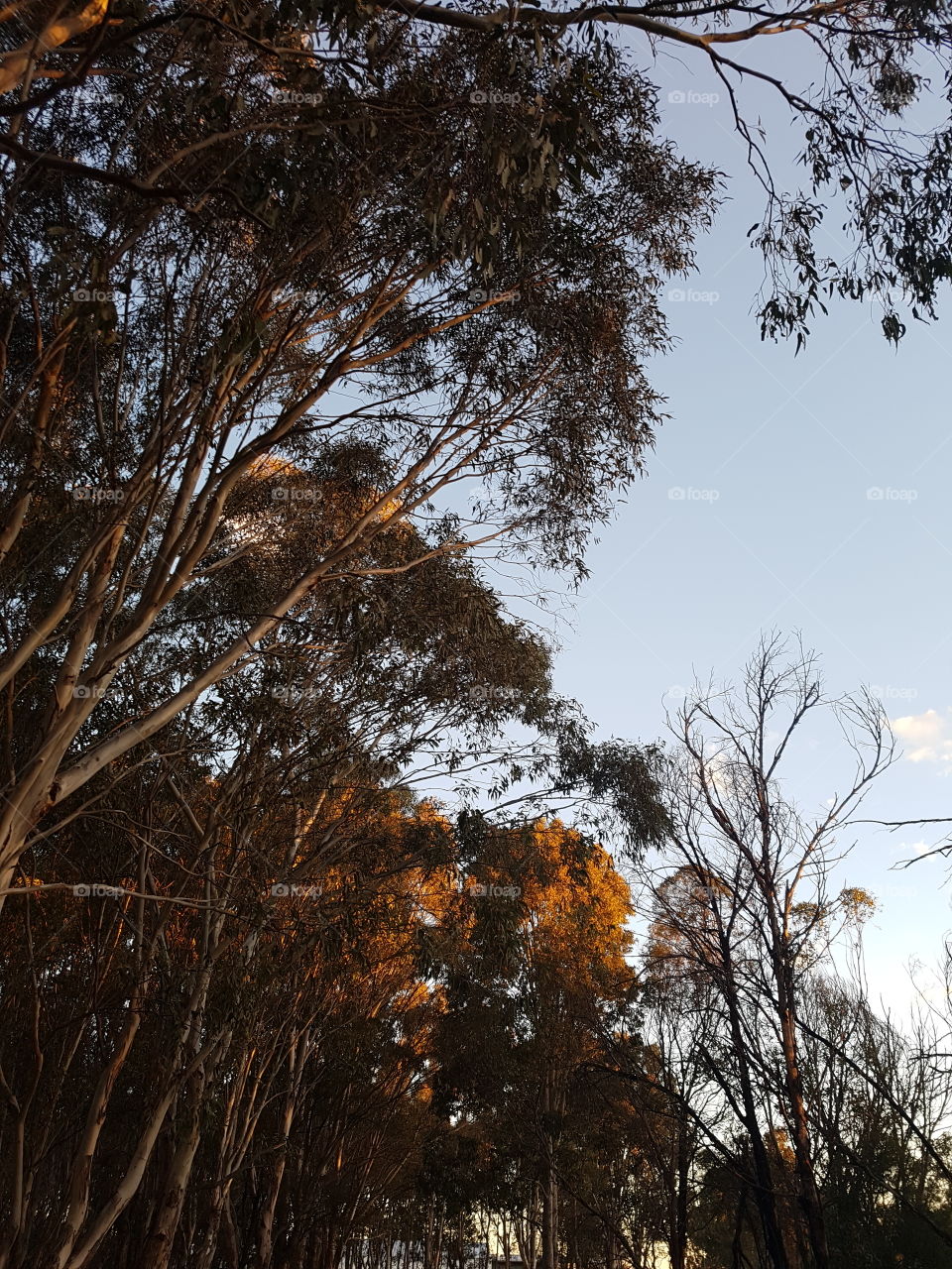 Sunlight through the Eucalypts