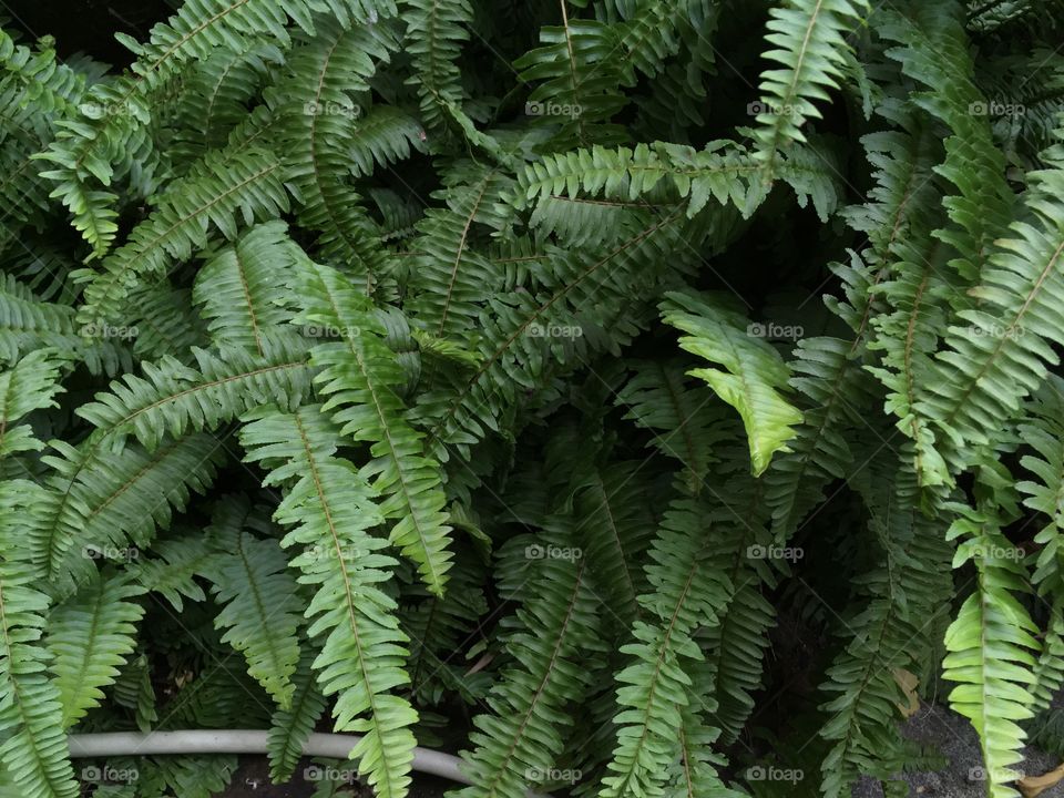 Fern leaf background