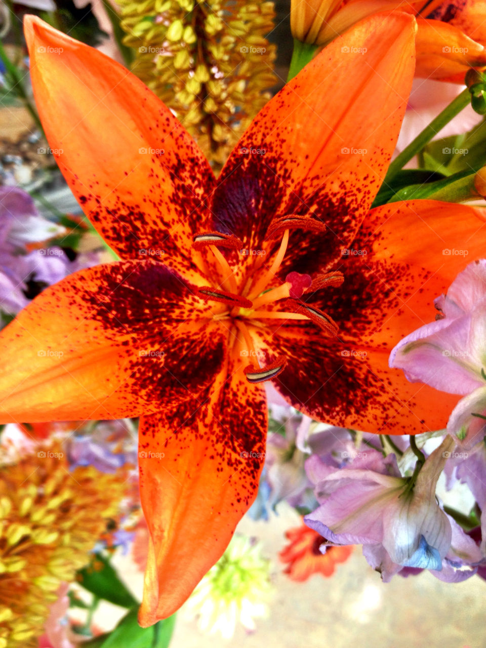 flowers plants flower orange by carina71