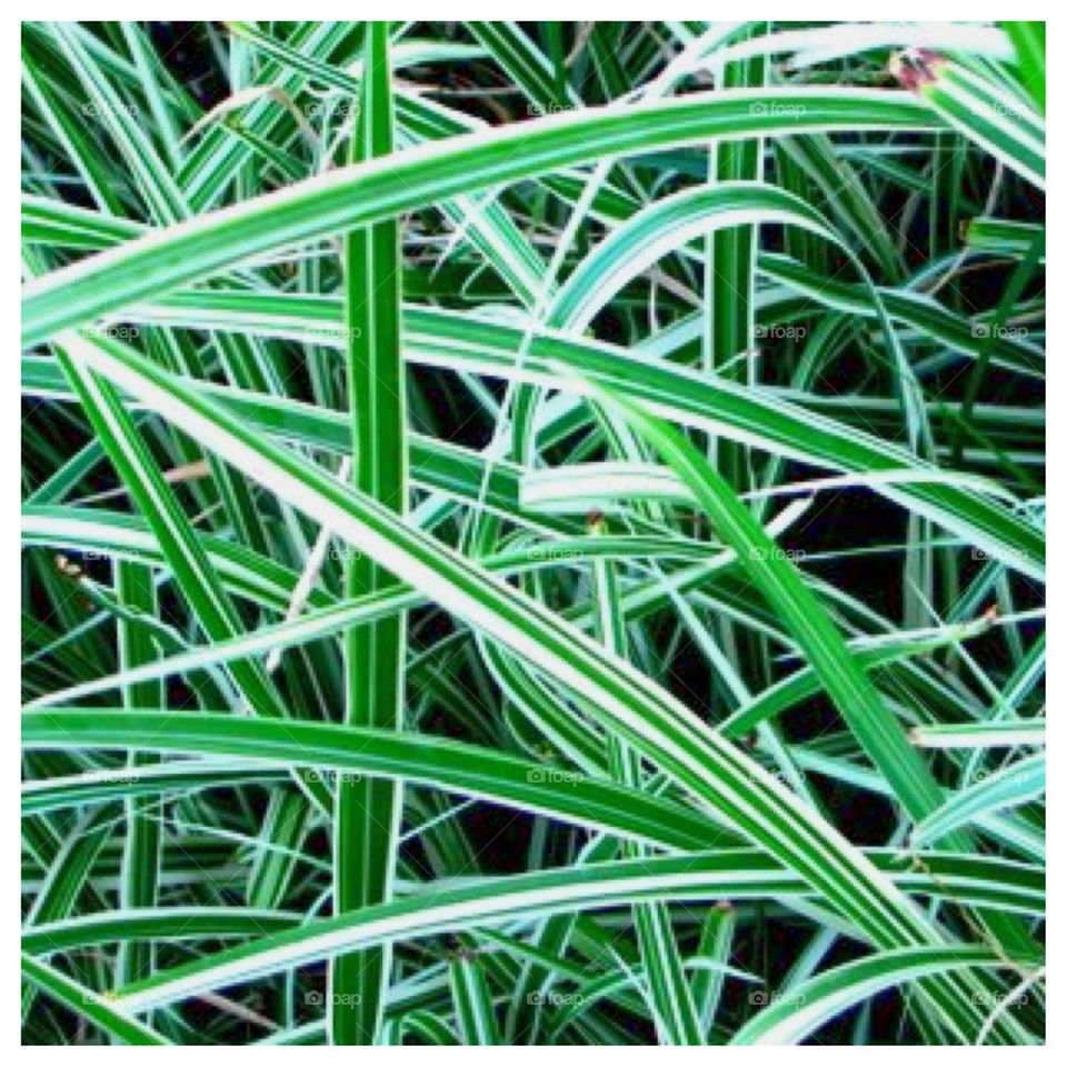 Curly Ribbon Grass