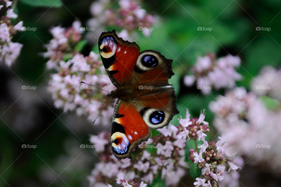 flowers butterfly butterflies by jonte66