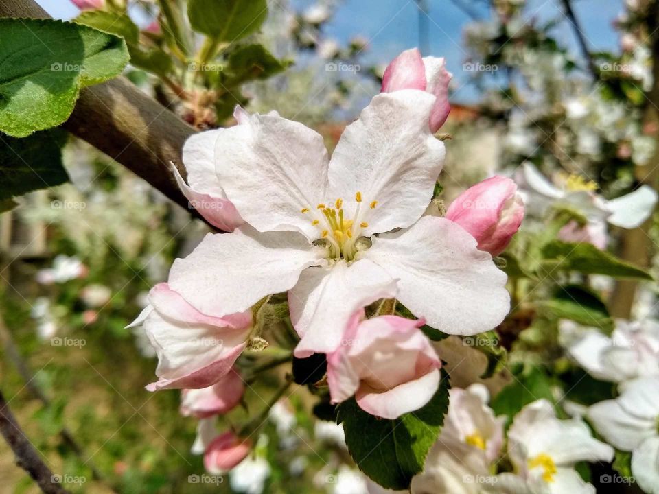 apple blossom