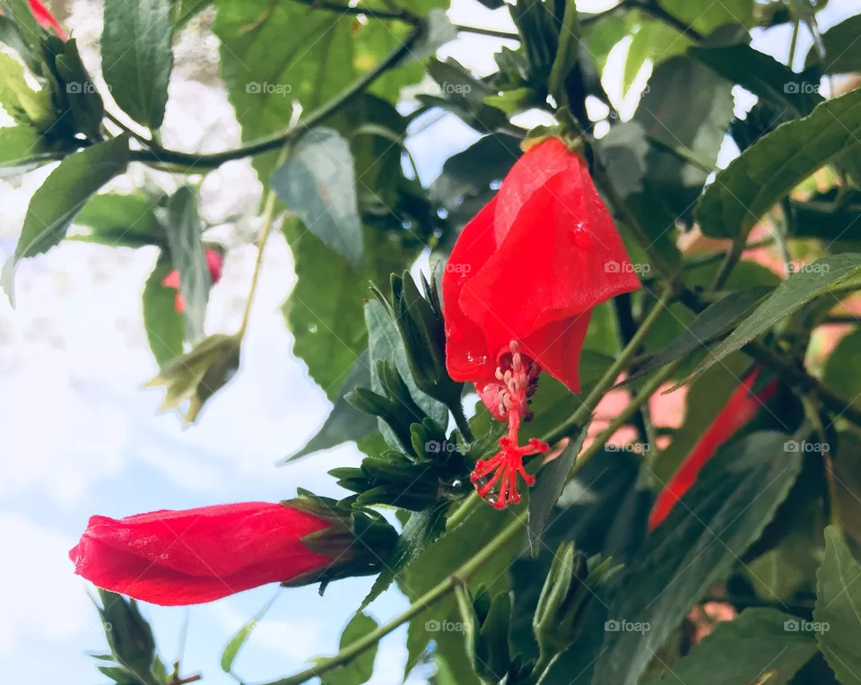 Red Flowers