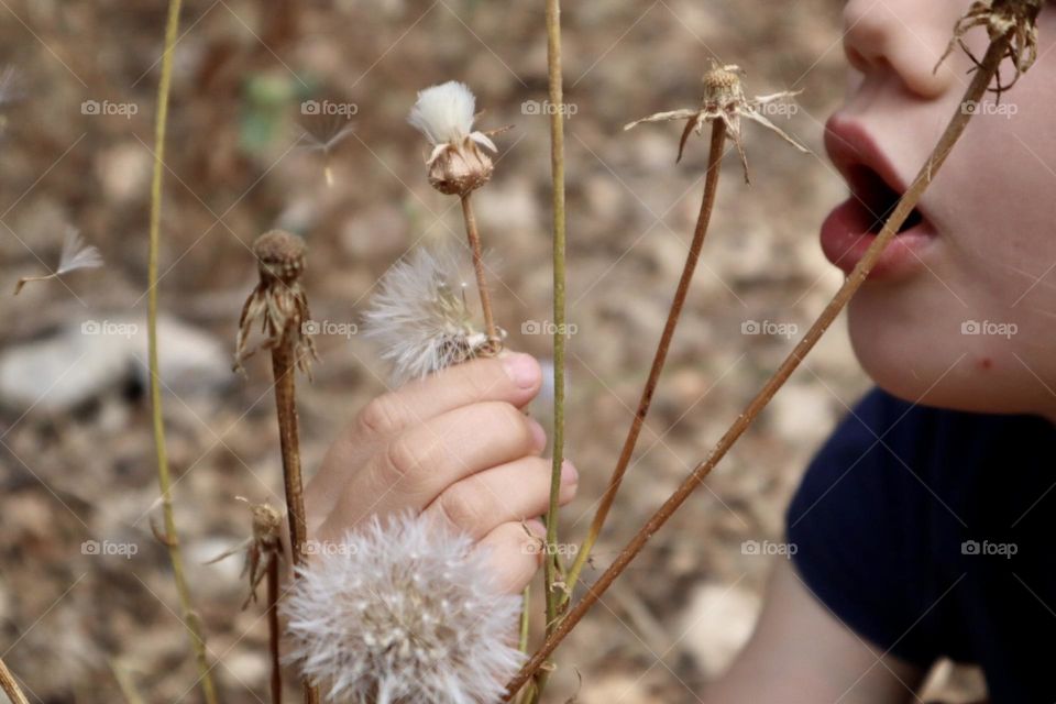 Girl blowing on a Dandelion 