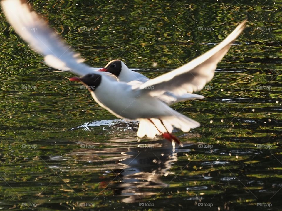 Summer evening light