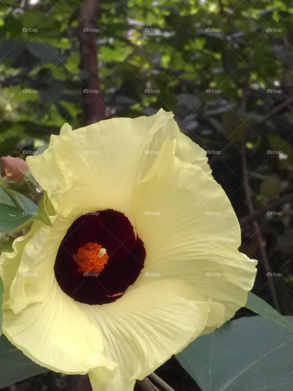 It was blown in the middle of the thick forest, it was very beautiful yellow, sky white, dark red color beautiful in the middle