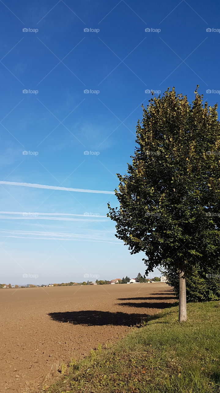 Tree and field