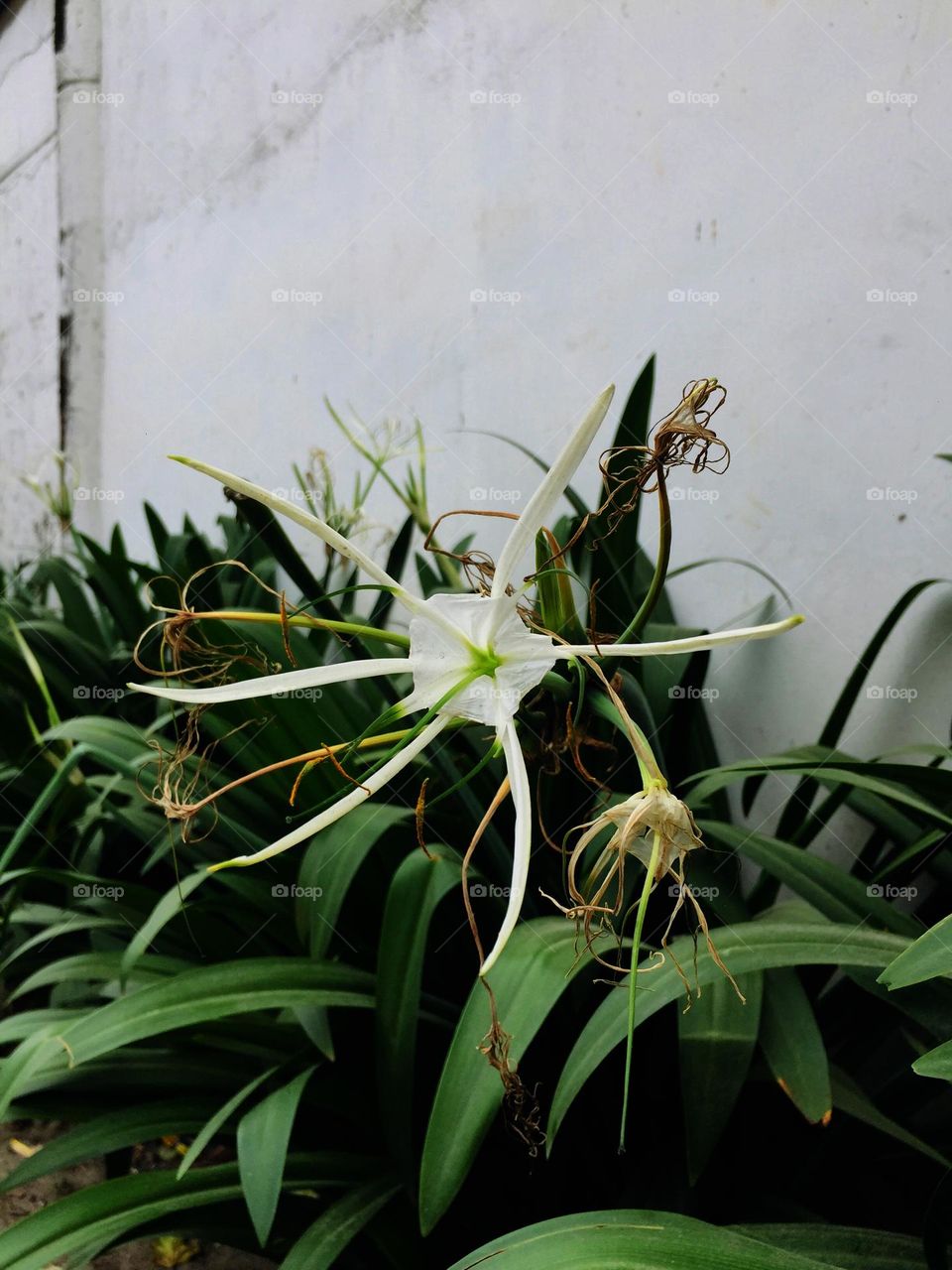 While I'm walking I'm just amazed with plants so I took a picture of it