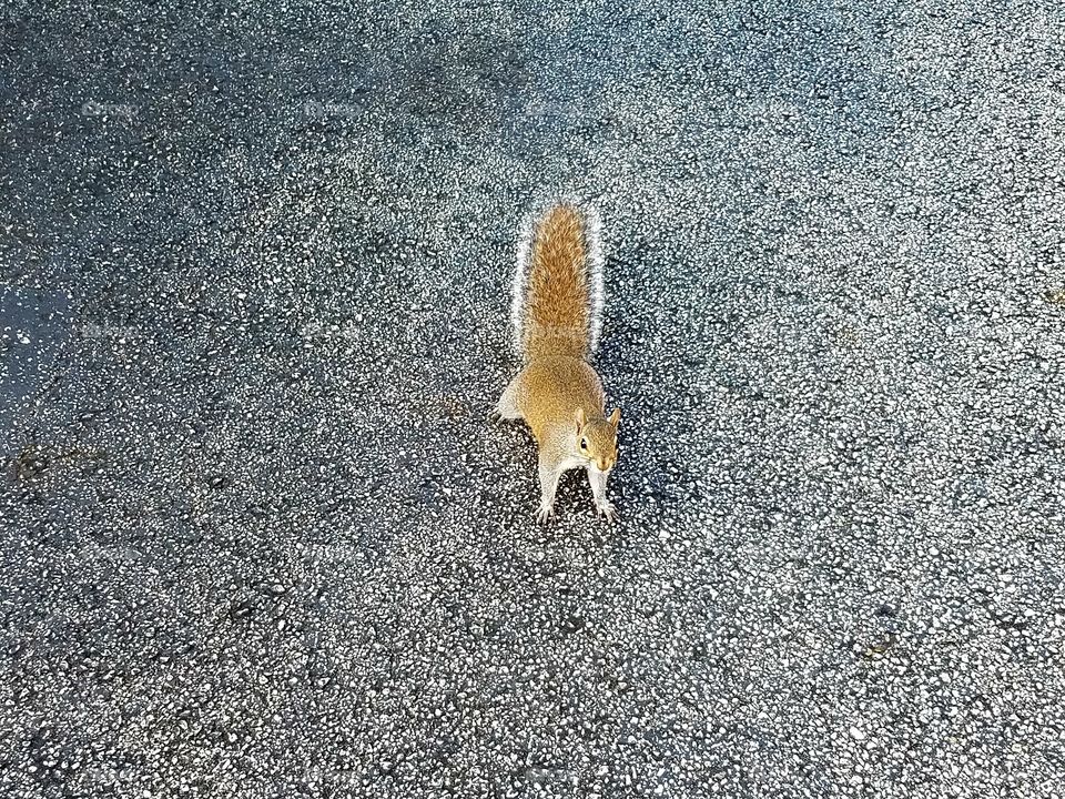 Squirrel Looking Up