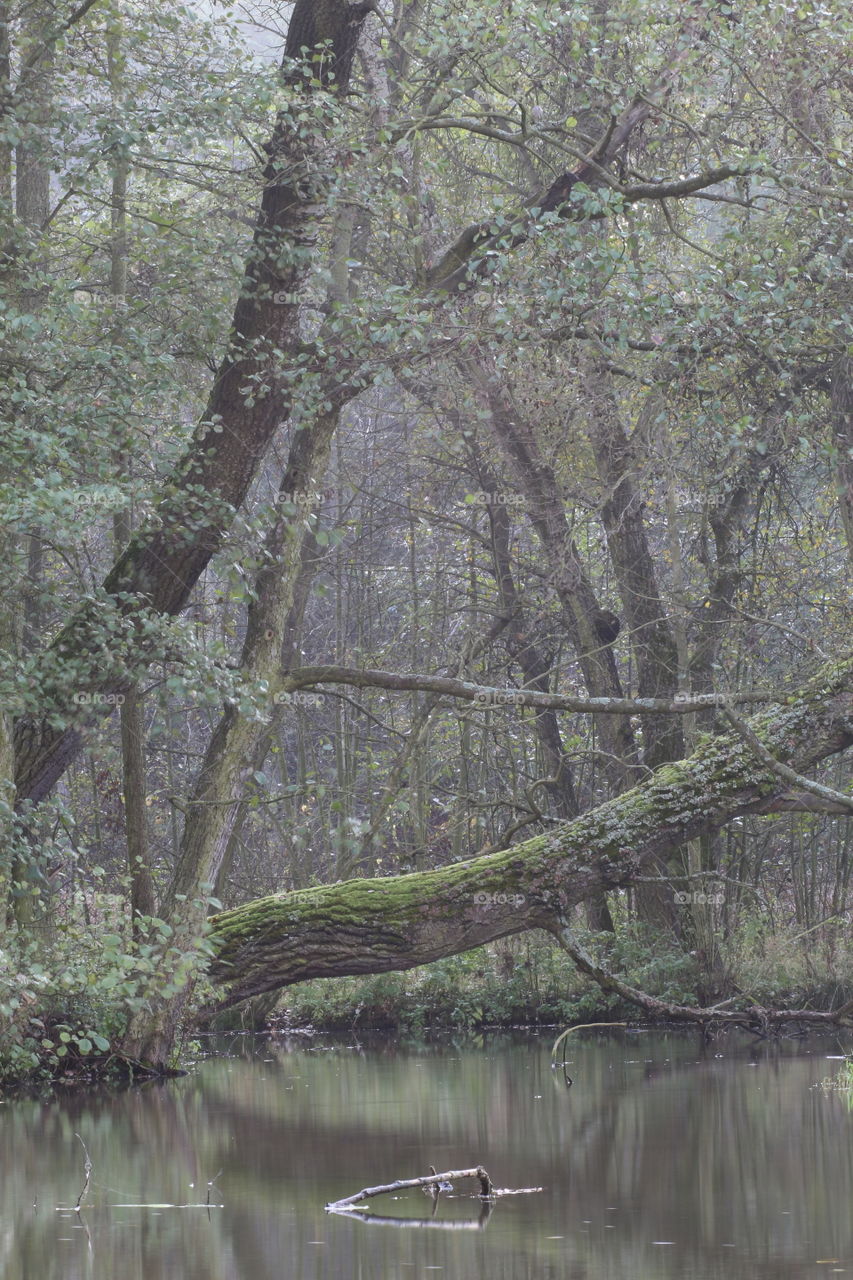 Dark Trees