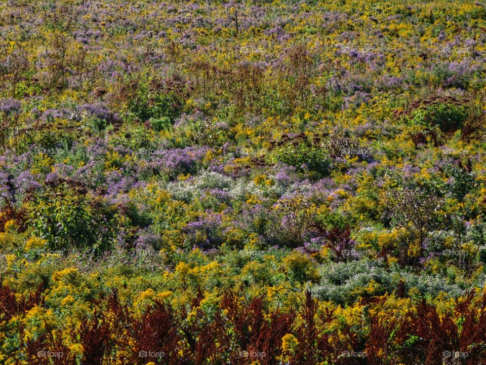 Autumn Meadow