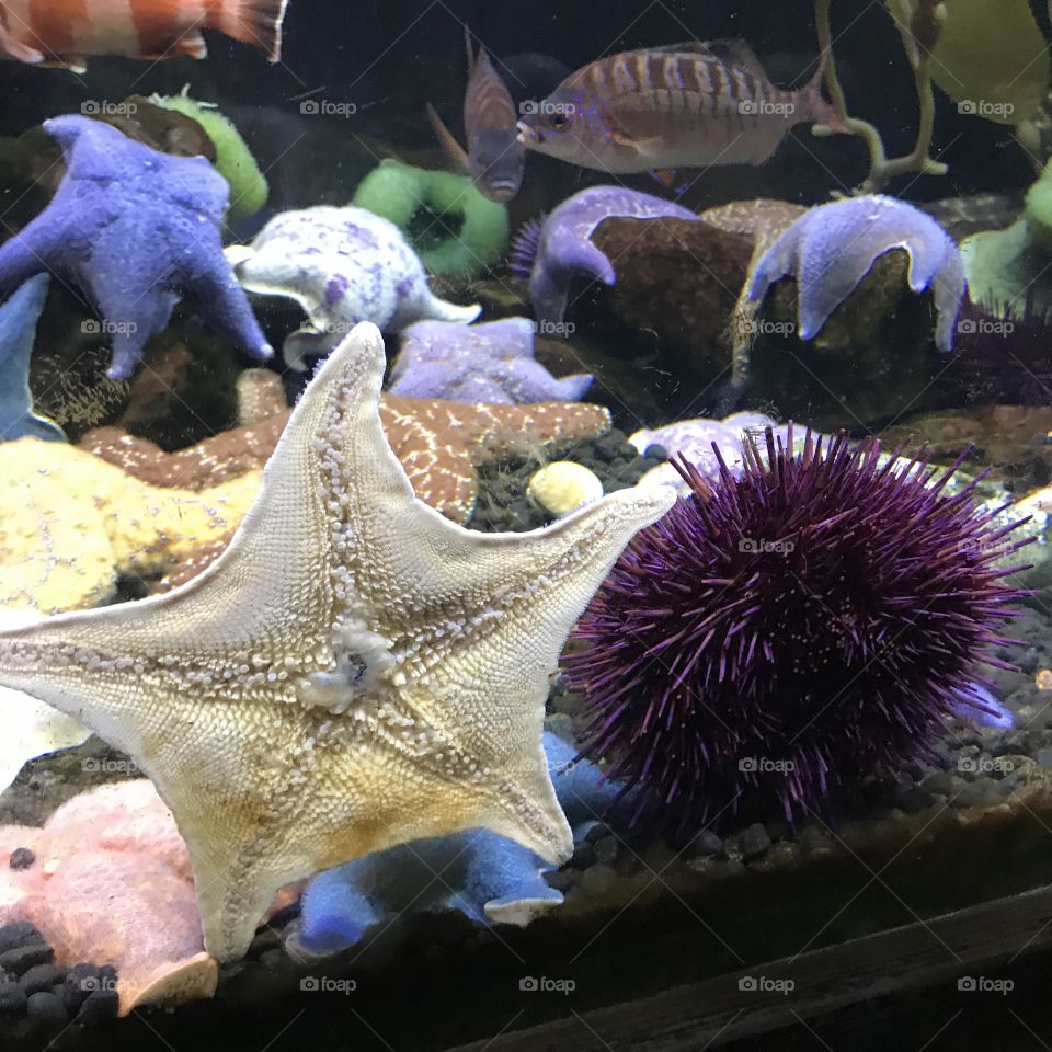 Sea star urchin 