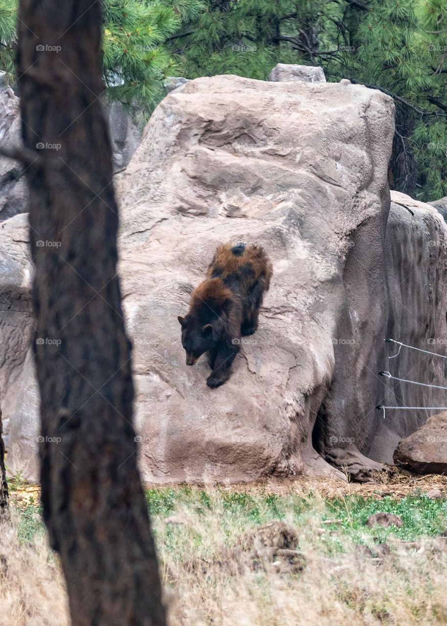 Bear on the move