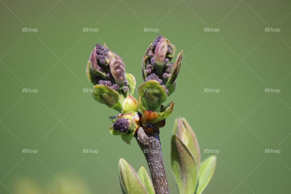 lilacs just beginning to bud on a beautiful spring day in Michigan