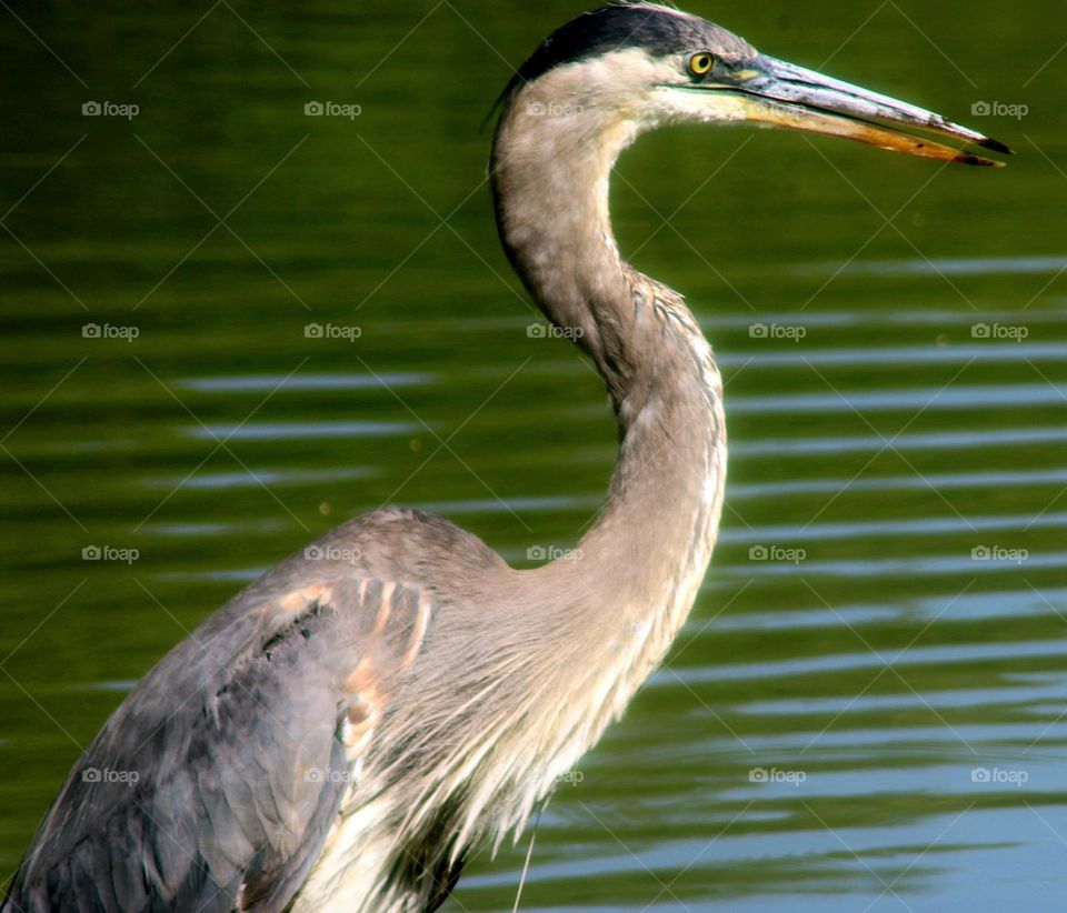 Profile Great Blue Heron
