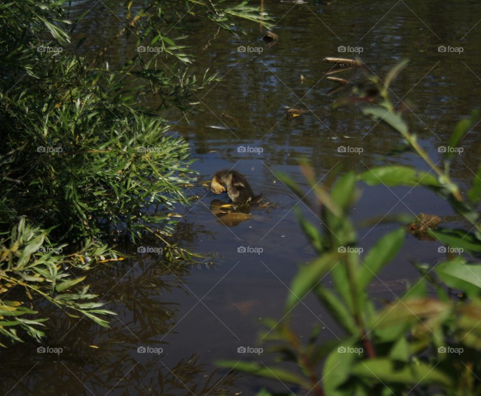 Duck in the pond