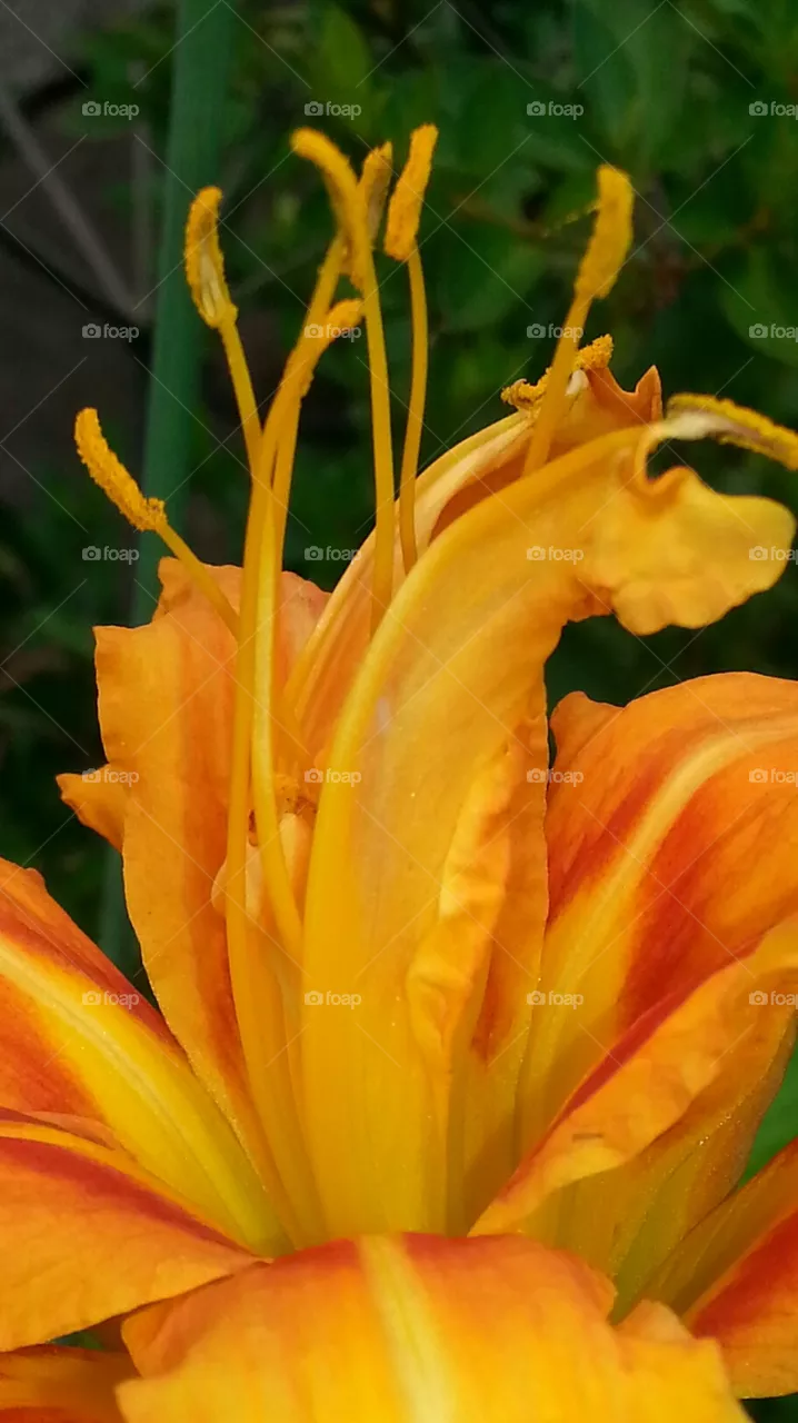 nature