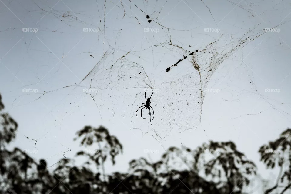 Aranha na teia.