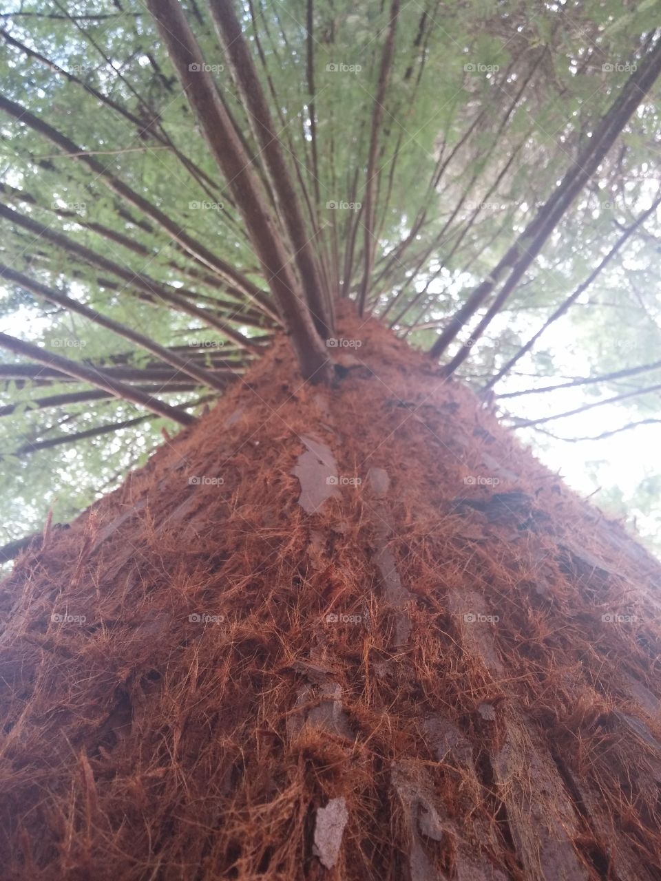 hairy tree