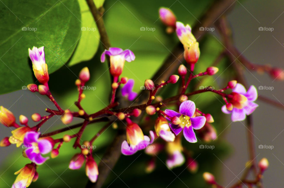 star fruit flower