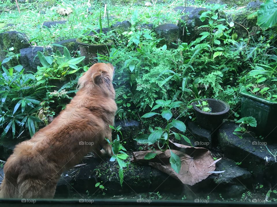 Golden chow chow eating bamboo shoots