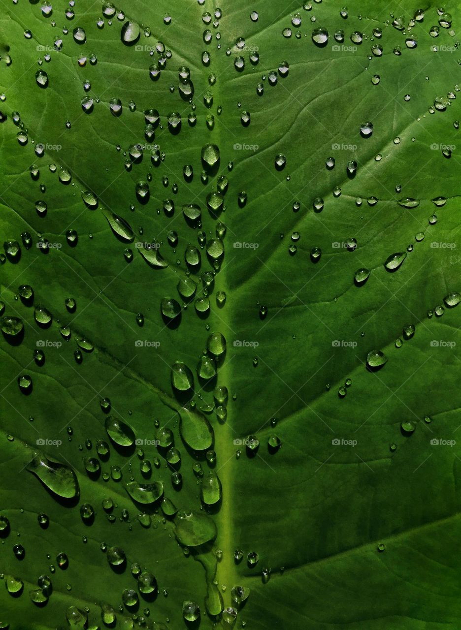 Water droplets on a waxy leaf.