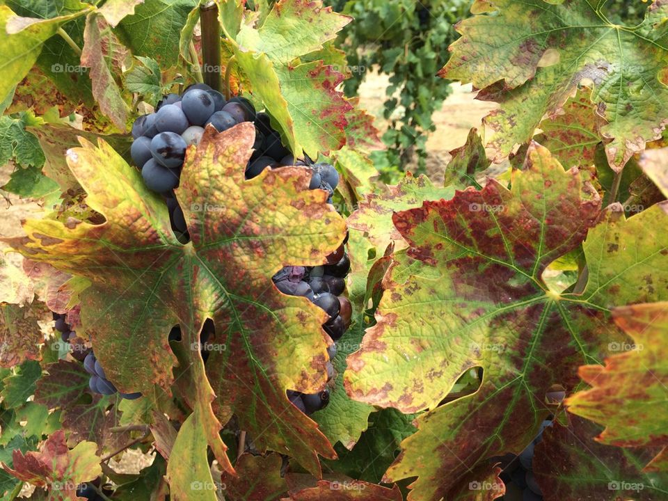 Grape leafs 