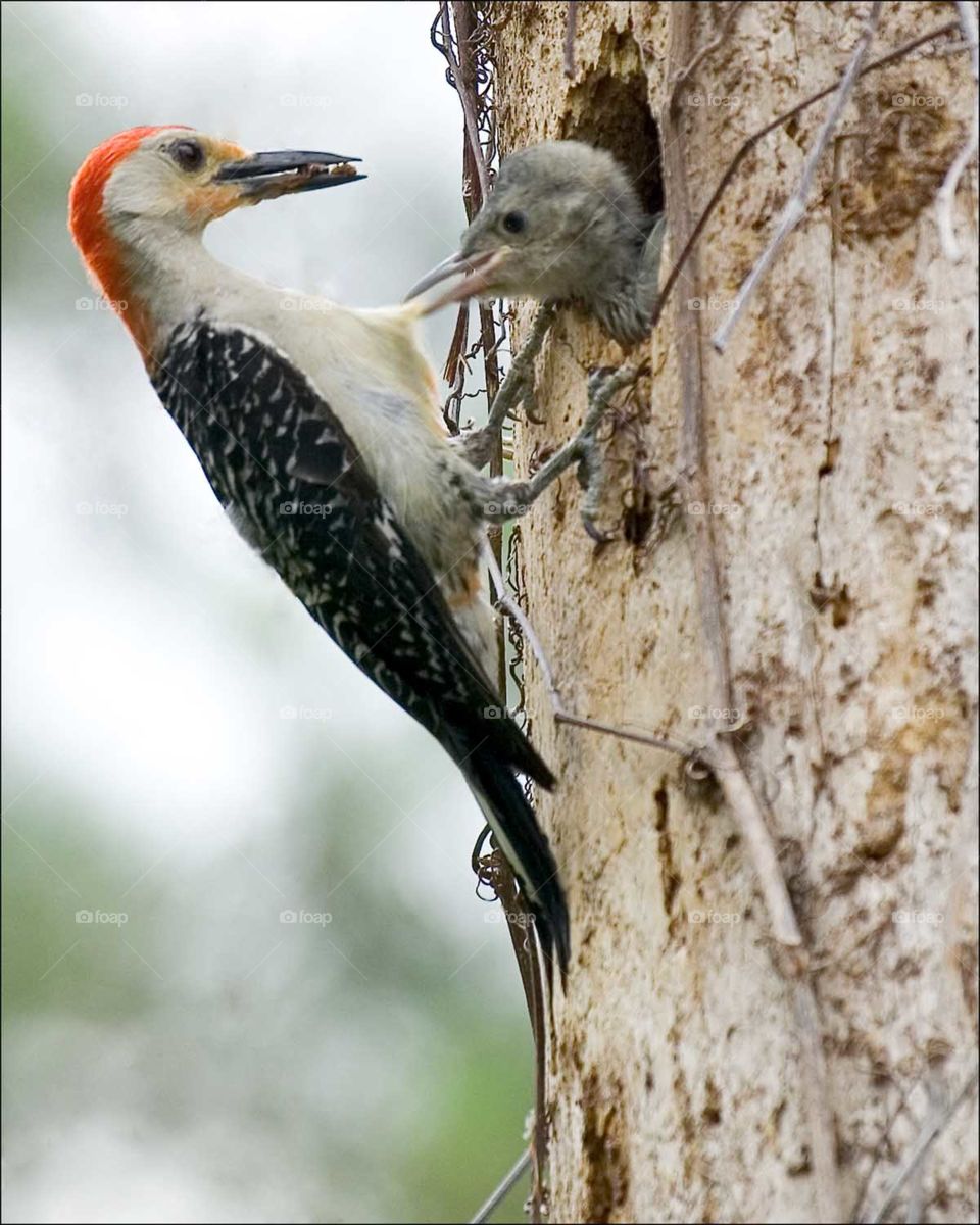 Woodpecker chick pulling his Mothers feathers impatient for his dinner.