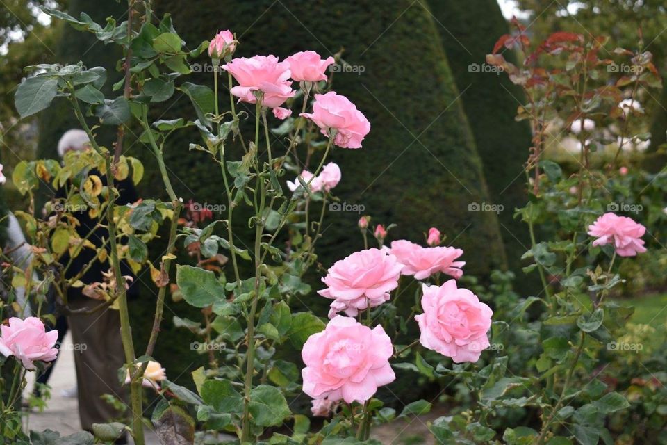 Pink roses in Paris 