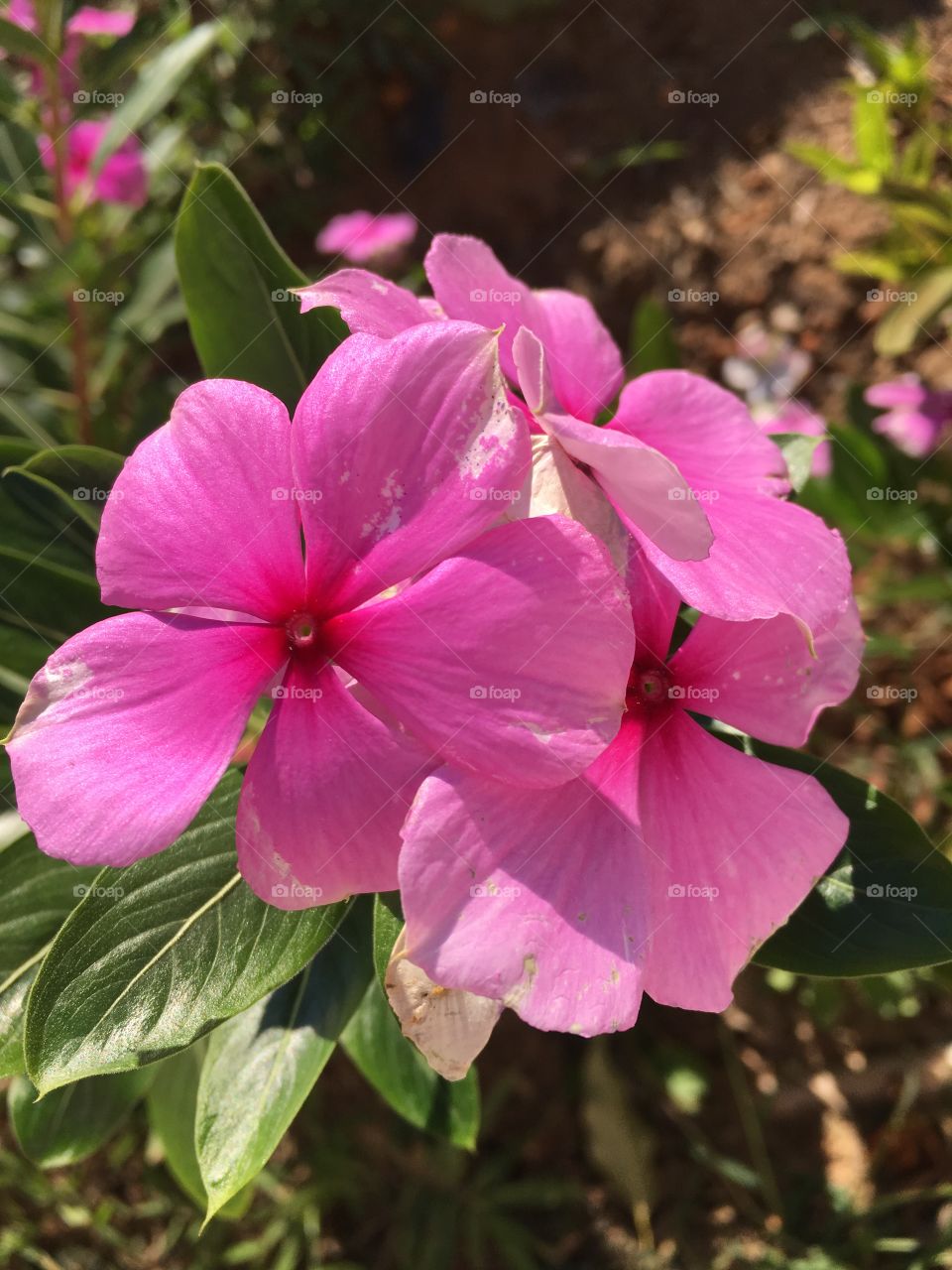 Nossas Maria-Beijinhos (lindas flores brasileiras). 