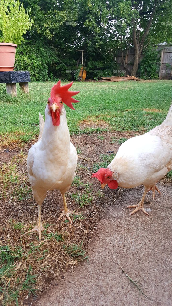 backyard chickens