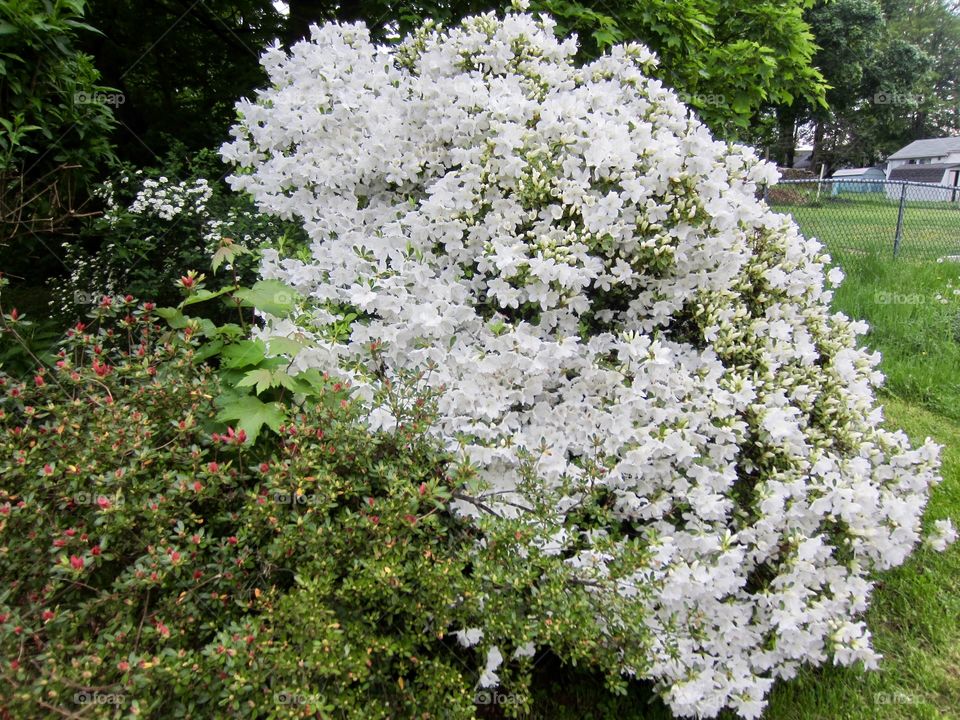 White Unique Flowers