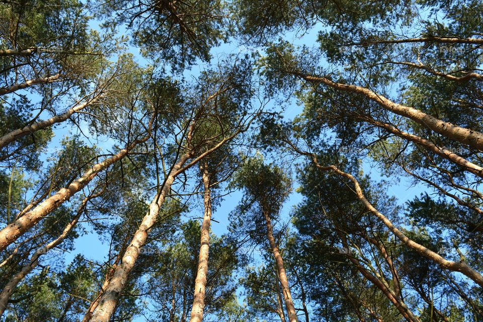 Tree, Wood, Nature, Landscape, Branch