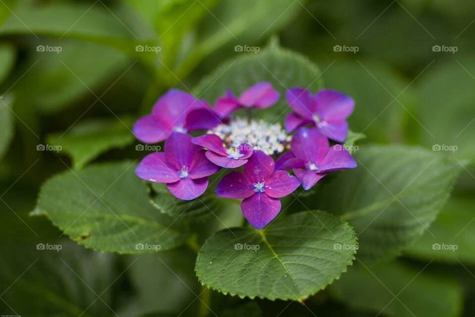 Hydrangeas 