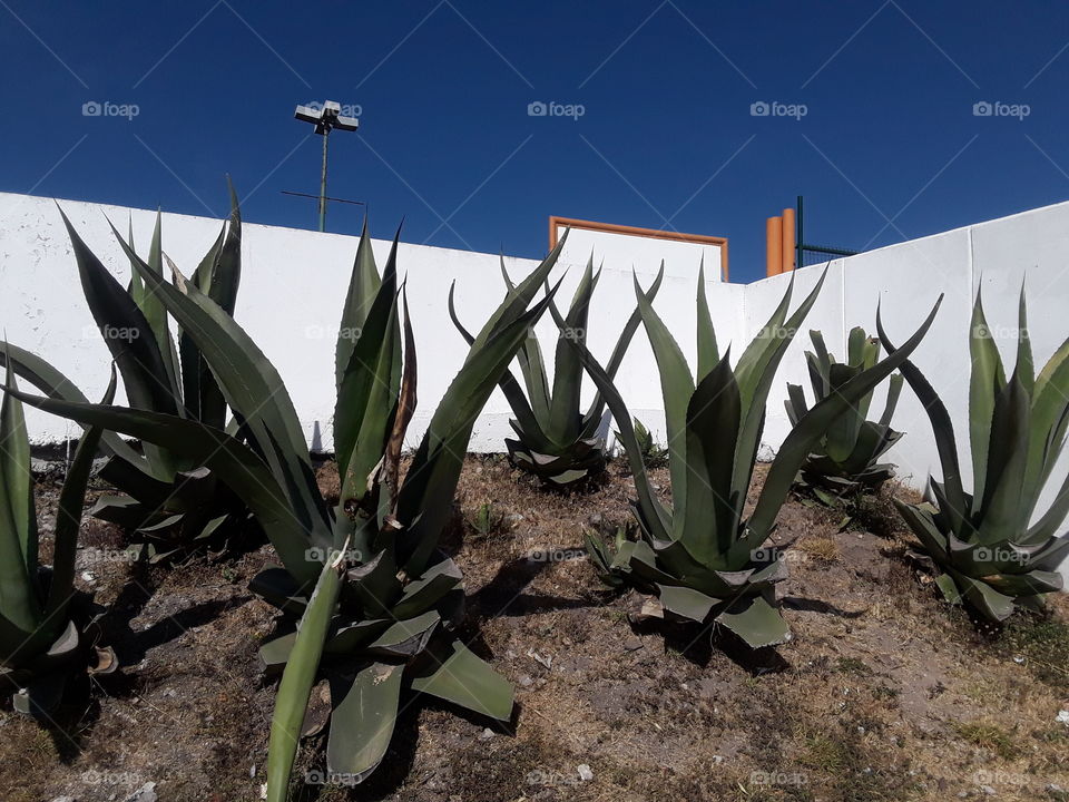 agave plants