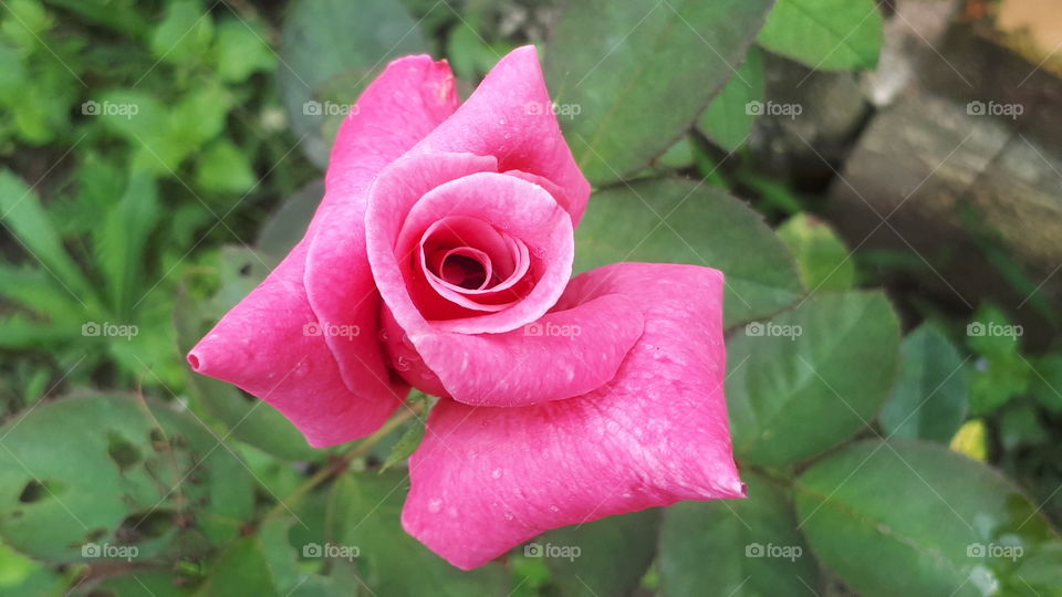 Pink rose green leaves background