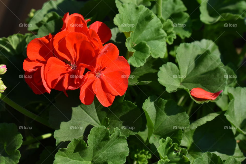 Red Geranium