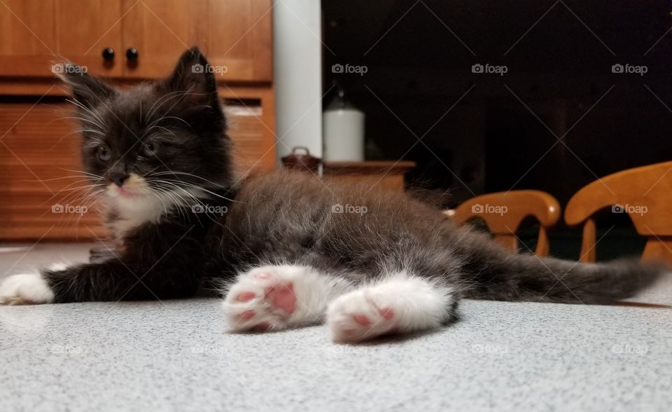 Kitten in a kitchen counter