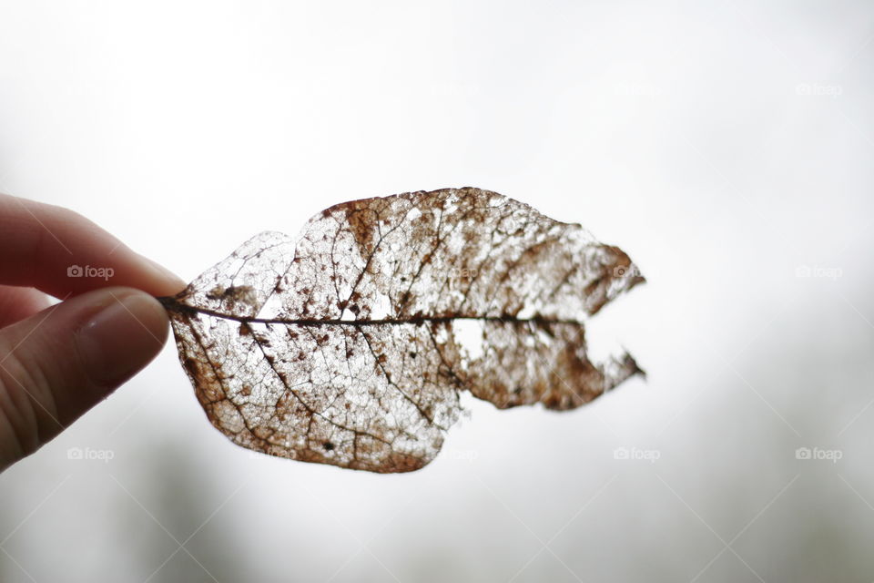 dead leaf