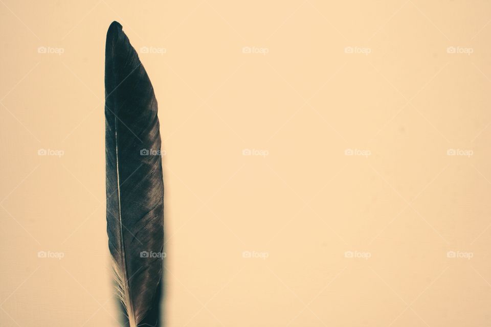 Dark feather on blank sheet