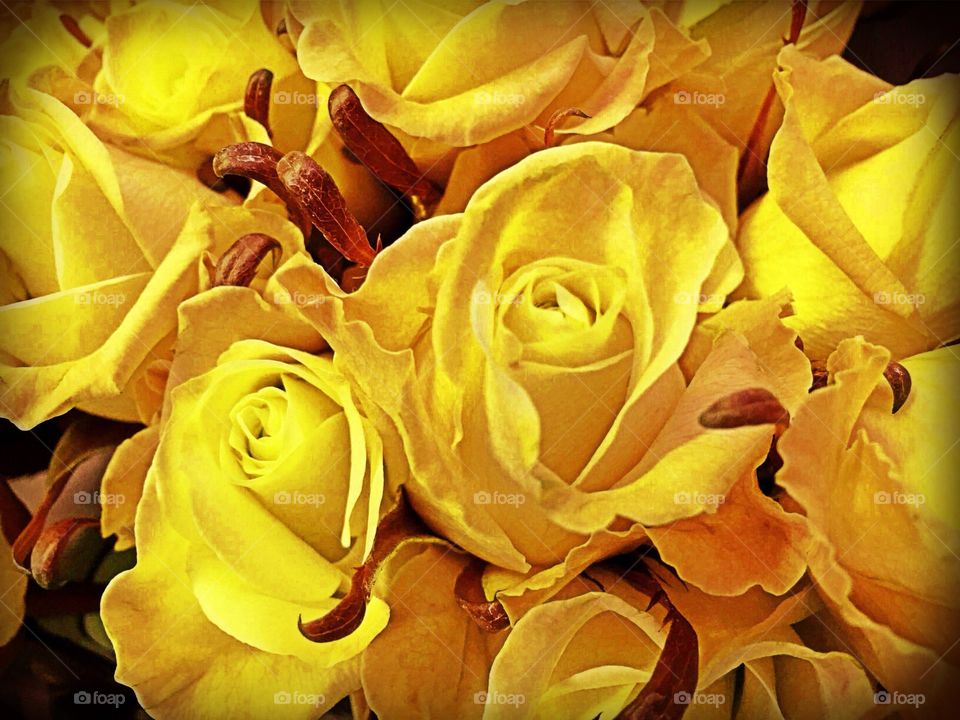 Yellow roses 