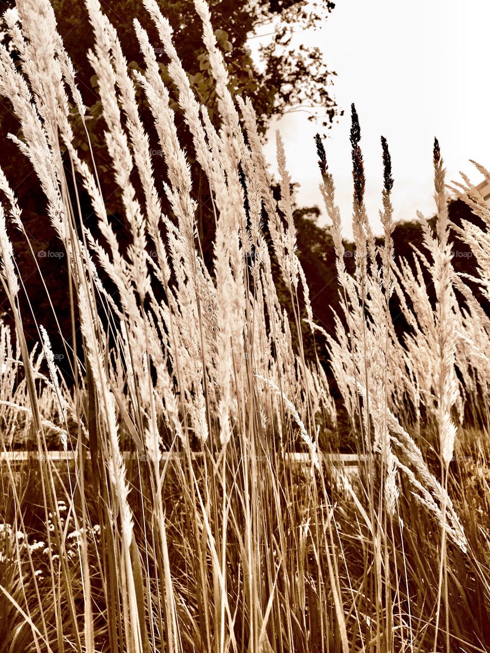 Weeds blowing in the wind